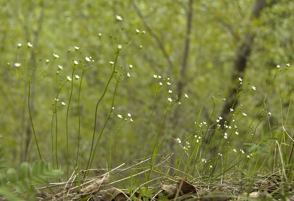 Image of Androsace septentrionalis specimen.