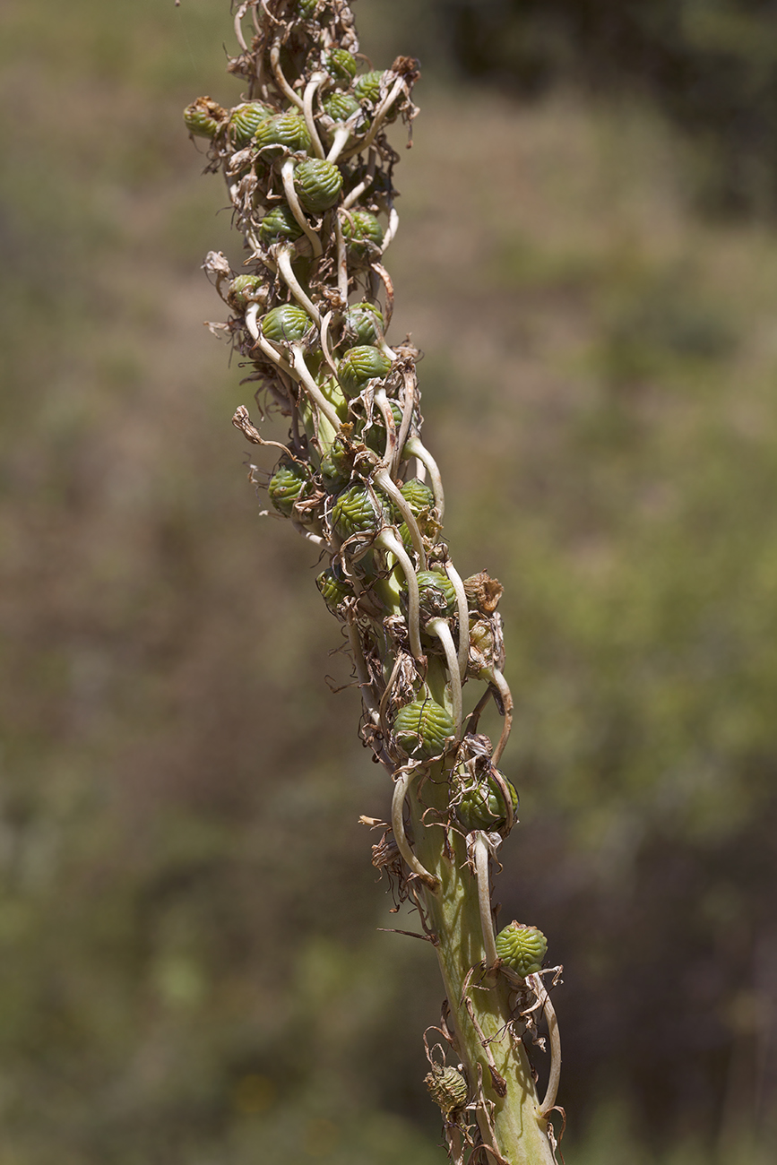 Image of Eremurus regelii specimen.
