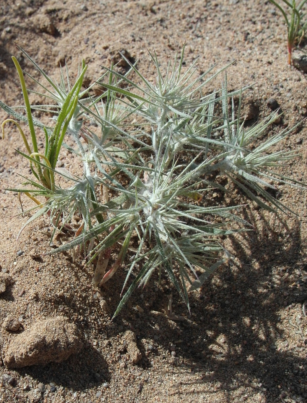 Изображение особи Ceratocarpus utriculosus.