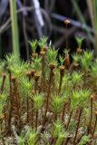 Polytrichum juniperinum. Побеги. Свердловская обл., окр. г. Заречный, Черемшанское болото, исток речки Пушкарихи. 02.08.2018.