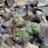 Scutellaria nepetoides. Приподнимающаяся верхушка монокарпического побега со вторичным соцветием, развившимся из пазухи в базальной части отцветшего соцветия (при плодах). Кыргызстан, Баткенская обл., Кадамжайский р-н, окр. аила Кара-Шоро; Юго-Западный Тянь-Шань, северный макросклон Алайского хребта, южный макросклон хр. Курсала, левый борт долины р. Ак-Суу, нижняя треть крутого склона южной экспозиции; кустарниково-степная кальцефитная группировка на полузакрепленной щебнистой осыпи из известняковых пород, выс. 2100 м н.у.м. 19 августа 2018 г.