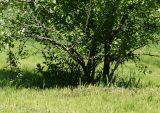 Malus prunifolia. Нижняя часть цветущего дерева. Казахстан, Восточно-Казахстанская обл., г. Усть-Каменогорск, Архитектурно-ландшафтный музей-заповедник, в культуре. 20.05.2018.