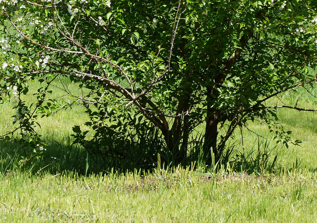 Изображение особи Malus prunifolia.