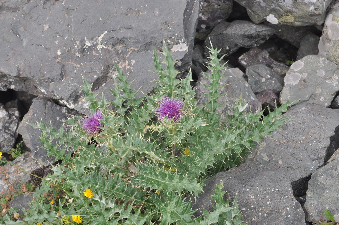 Изображение особи род Cirsium.