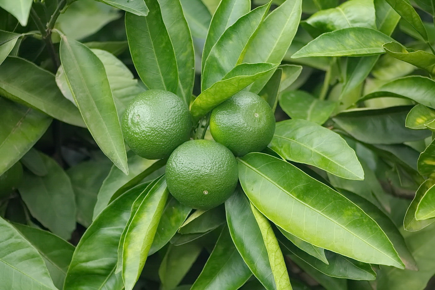 Image of Citrus reticulata specimen.