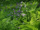 Hesperis matronalis