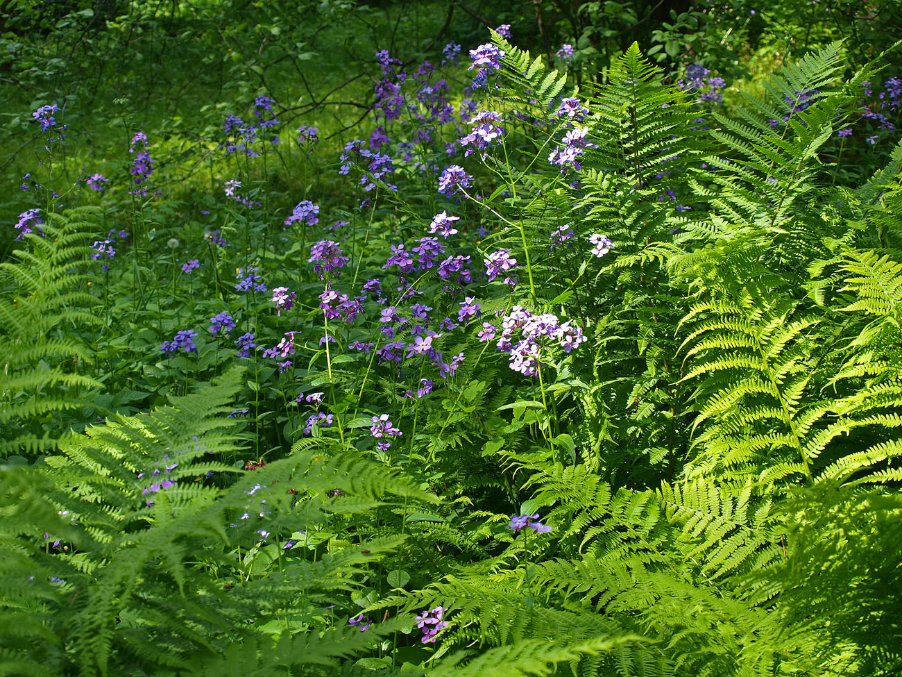 Image of Hesperis matronalis specimen.