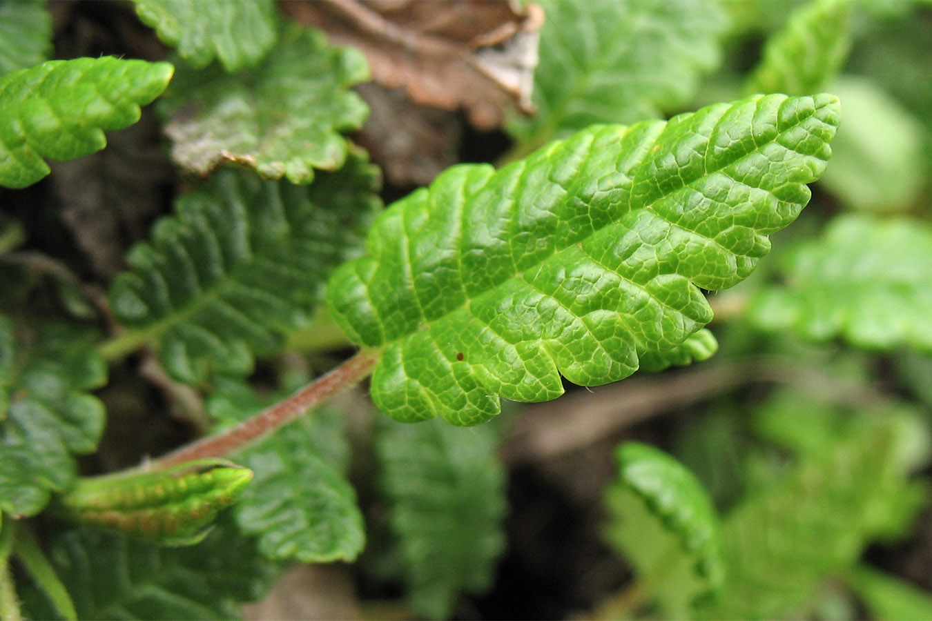 Image of Dryas octopetala specimen.