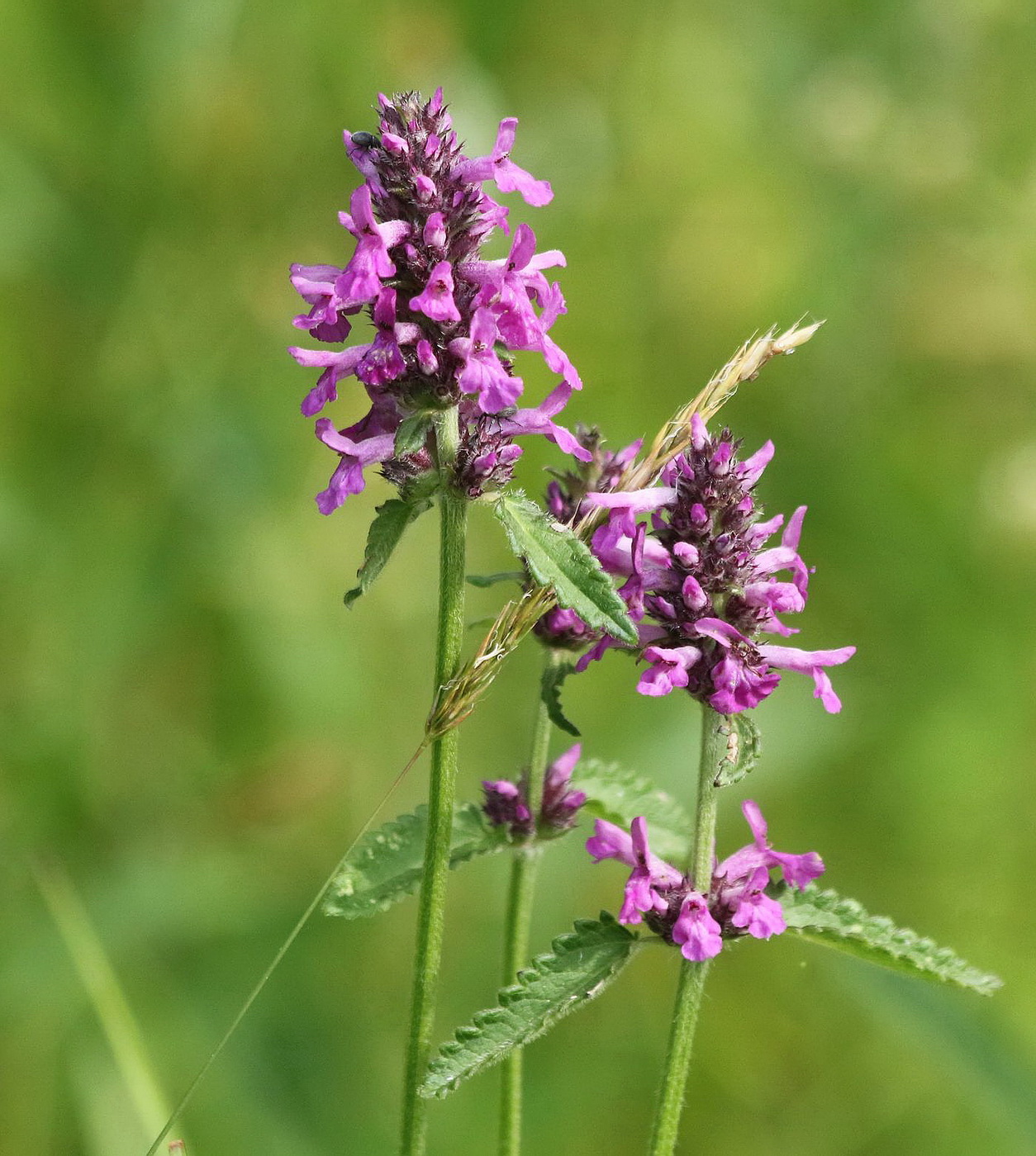 Изображение особи Betonica officinalis.