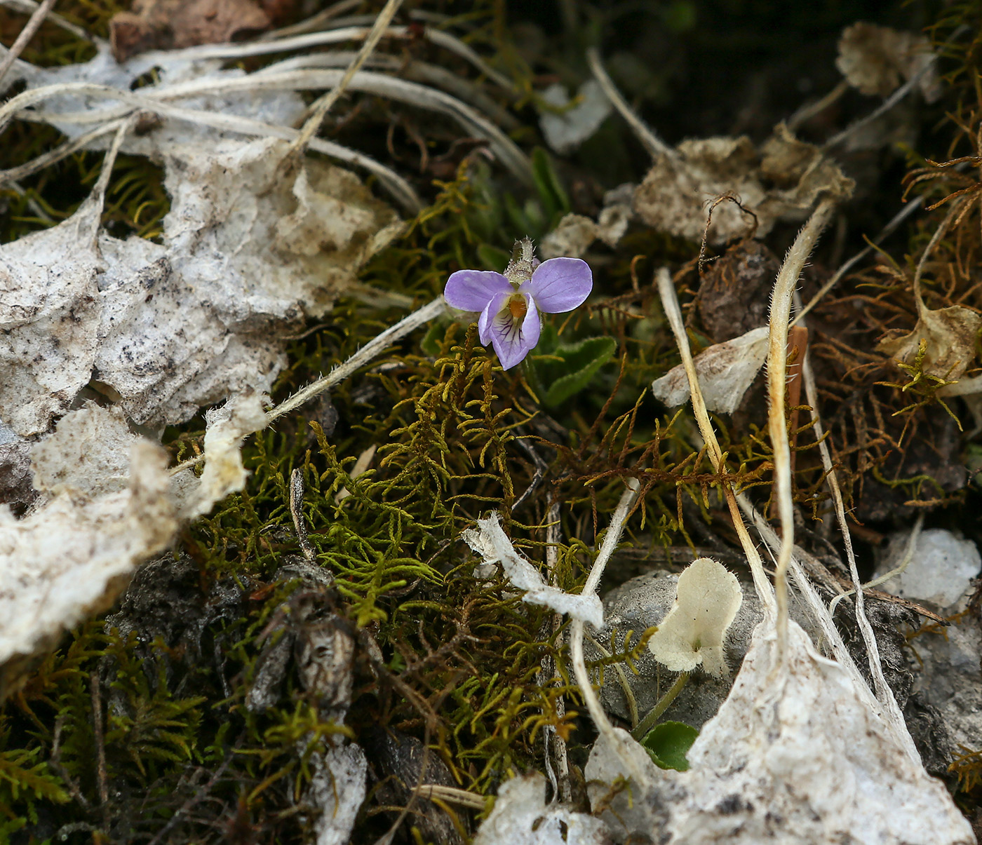 Image of Viola rupestris specimen.