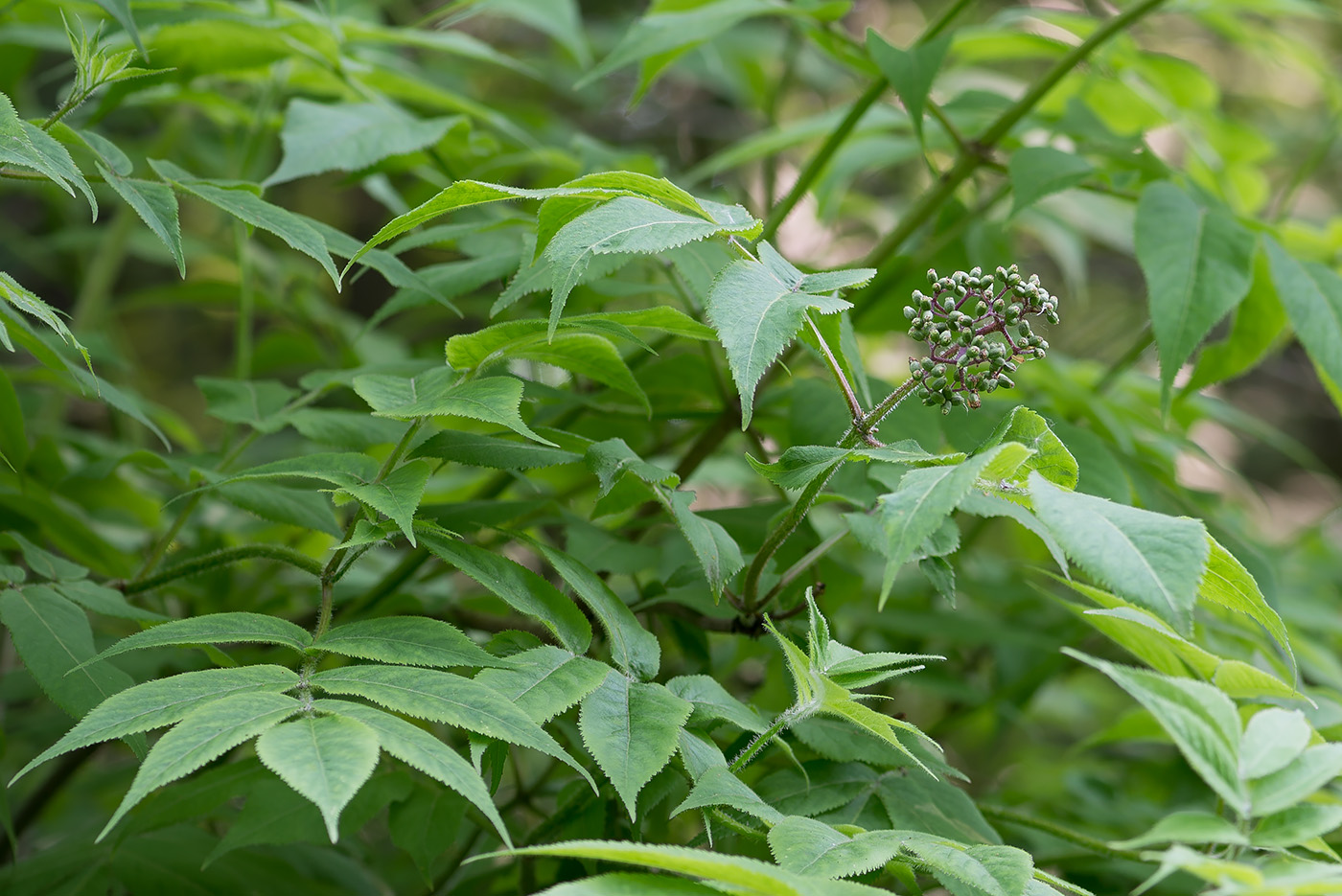 Image of Sambucus sibirica specimen.