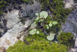 Cardamine hirsuta