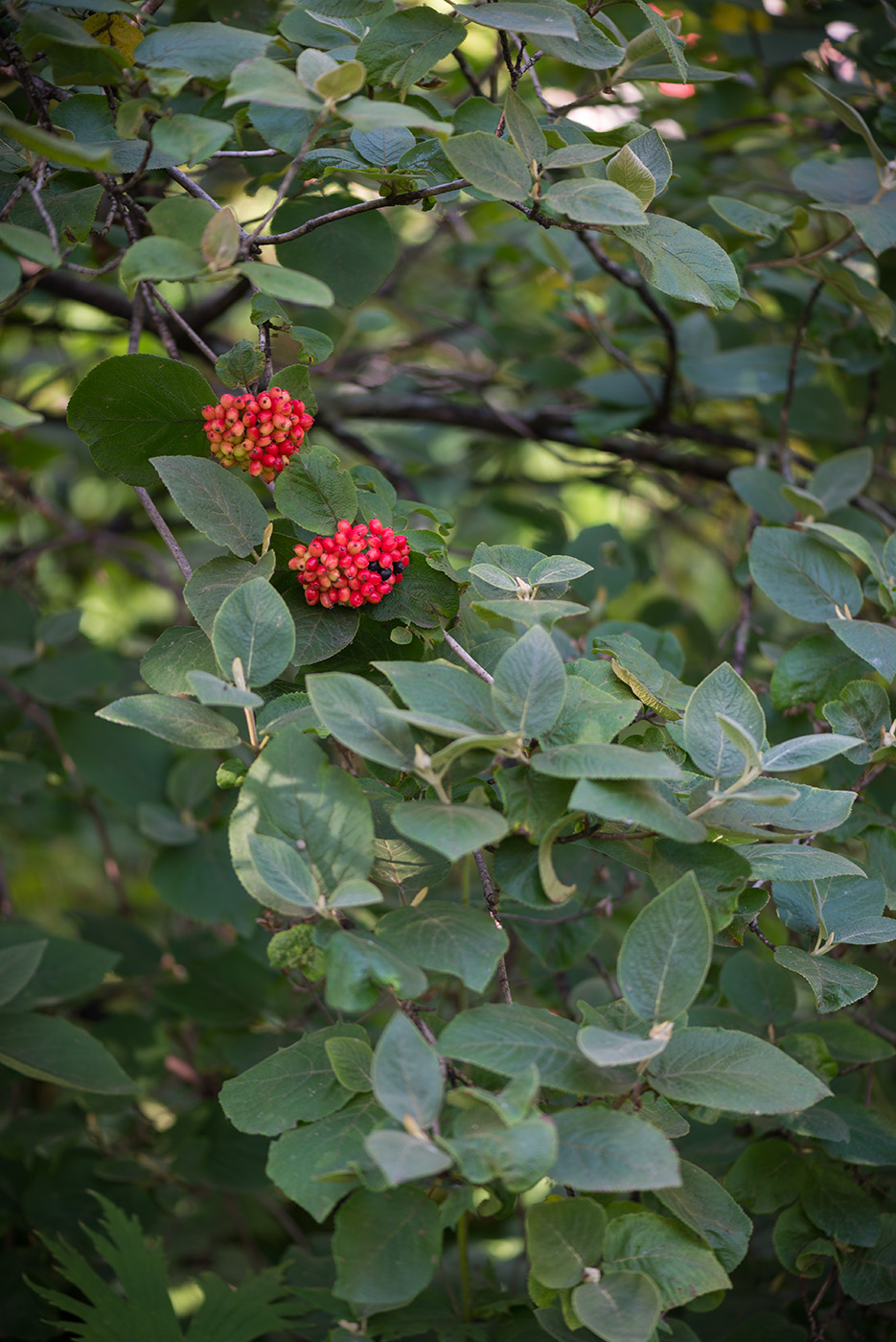 Image of Viburnum lantana specimen.