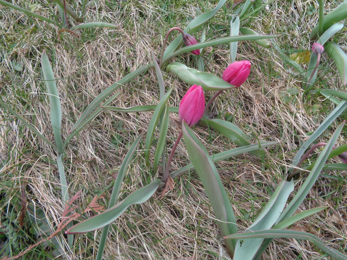 Image of Tulipa humilis specimen.