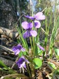 Viola uliginosa