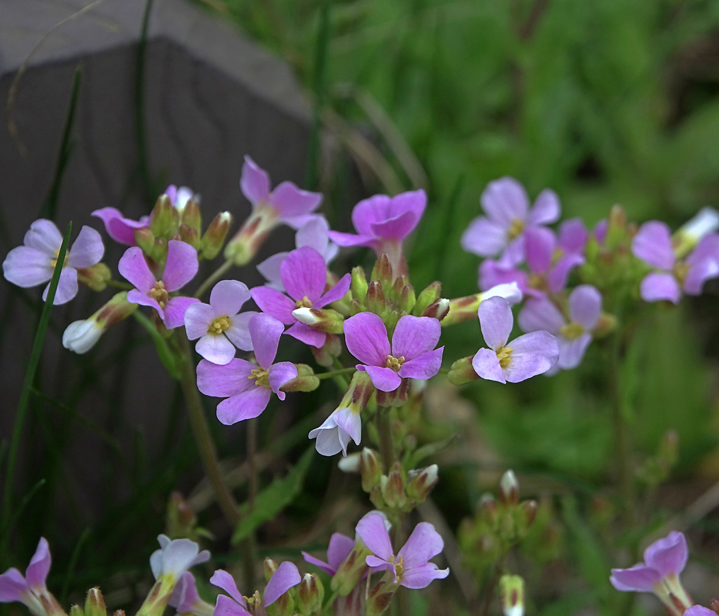 Изображение особи Arabis &times; arendsii.