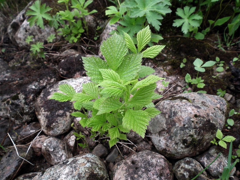 Изображение особи Rubus saxatilis.