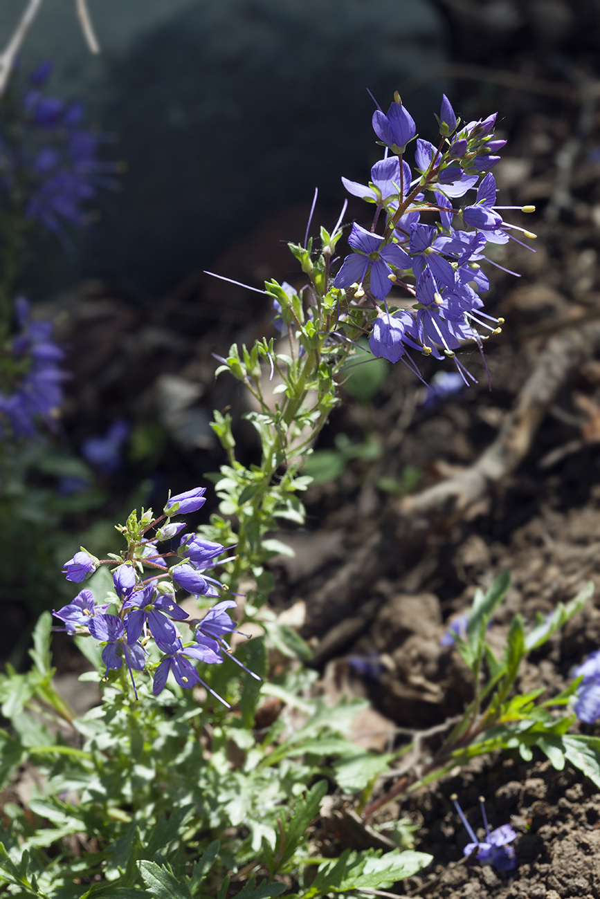 Image of Veronica schmidtiana specimen.