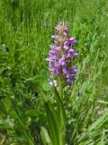 Dactylorhiza incarnata. Верхушка цветущего растения. Марий Эл, Медведевский р-н, сырой луг. 02.06.2019.