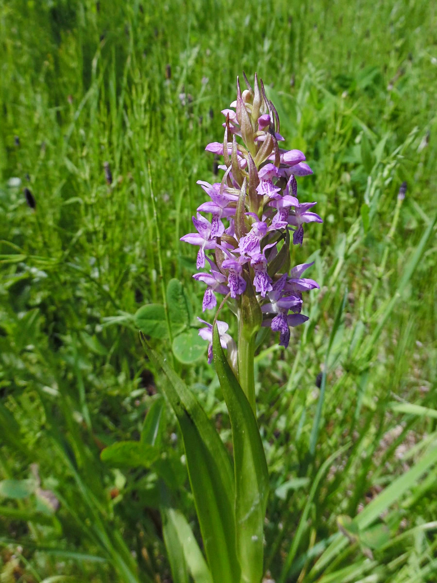 Изображение особи Dactylorhiza incarnata.