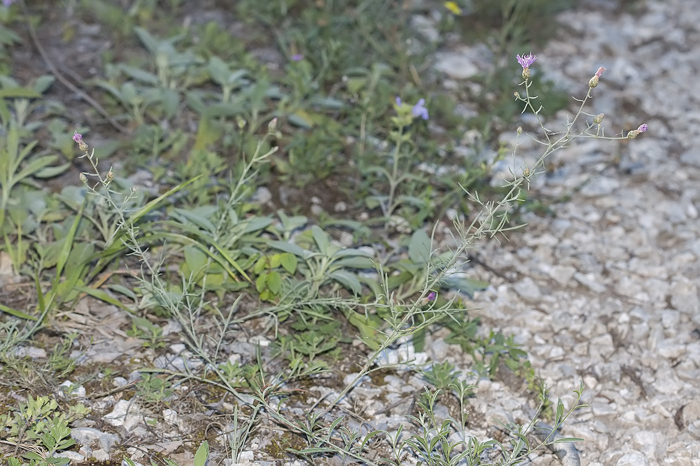 Image of Centaurea caprina specimen.