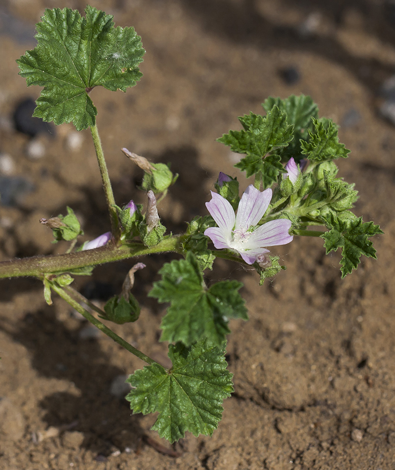 Изображение особи Malva neglecta.