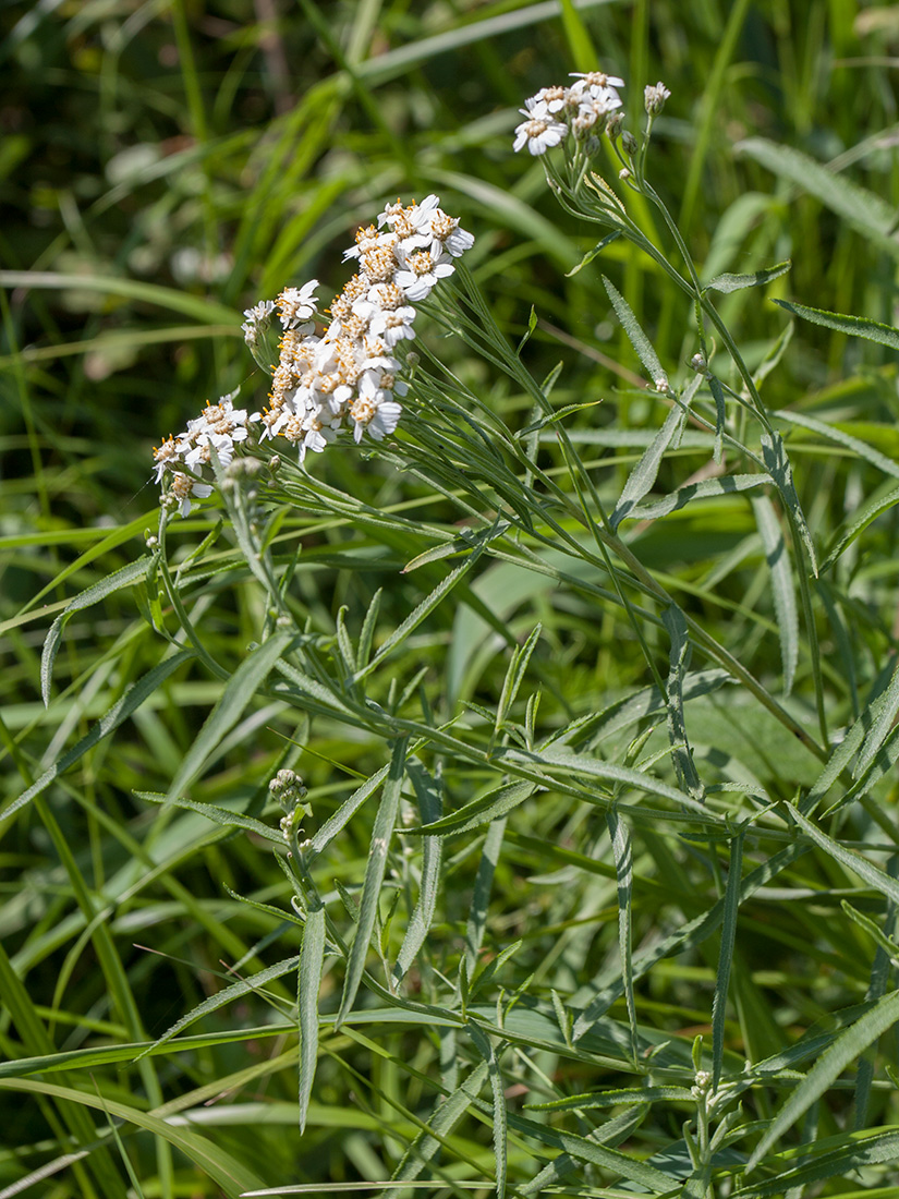 Image of Achillea cartilaginea specimen.