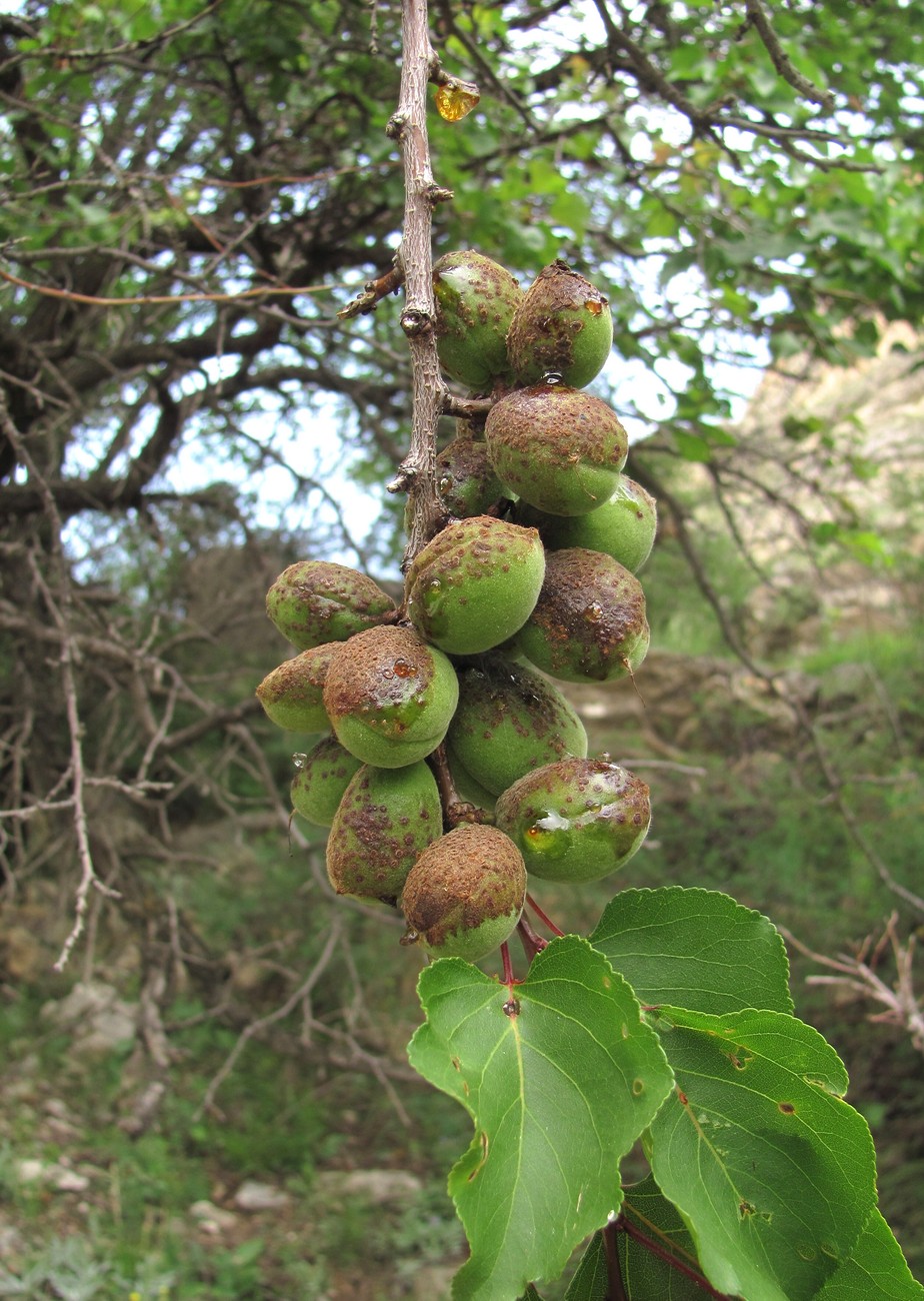 Image of Armeniaca vulgaris specimen.