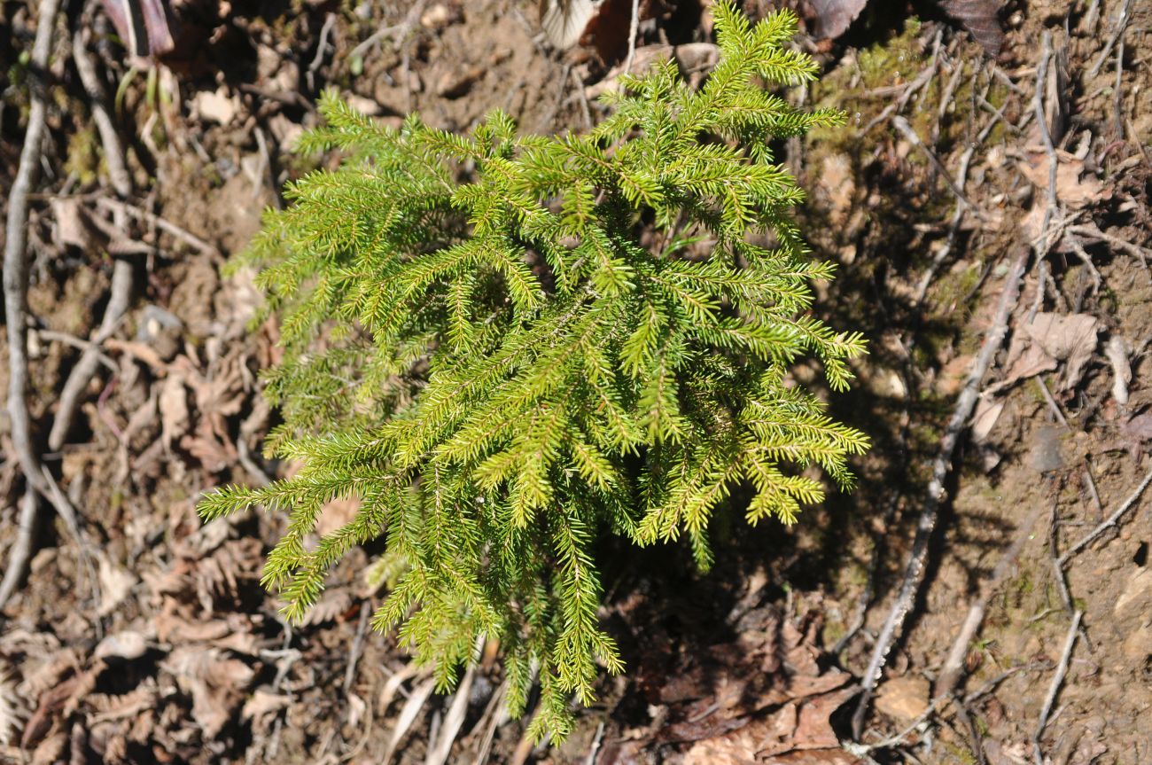 Image of Picea orientalis specimen.