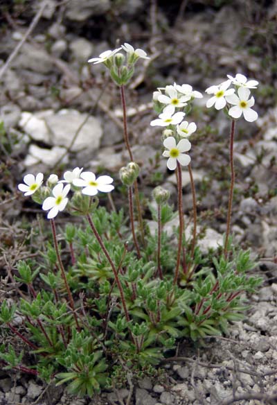 Image of Androsace koso-poljanskii specimen.