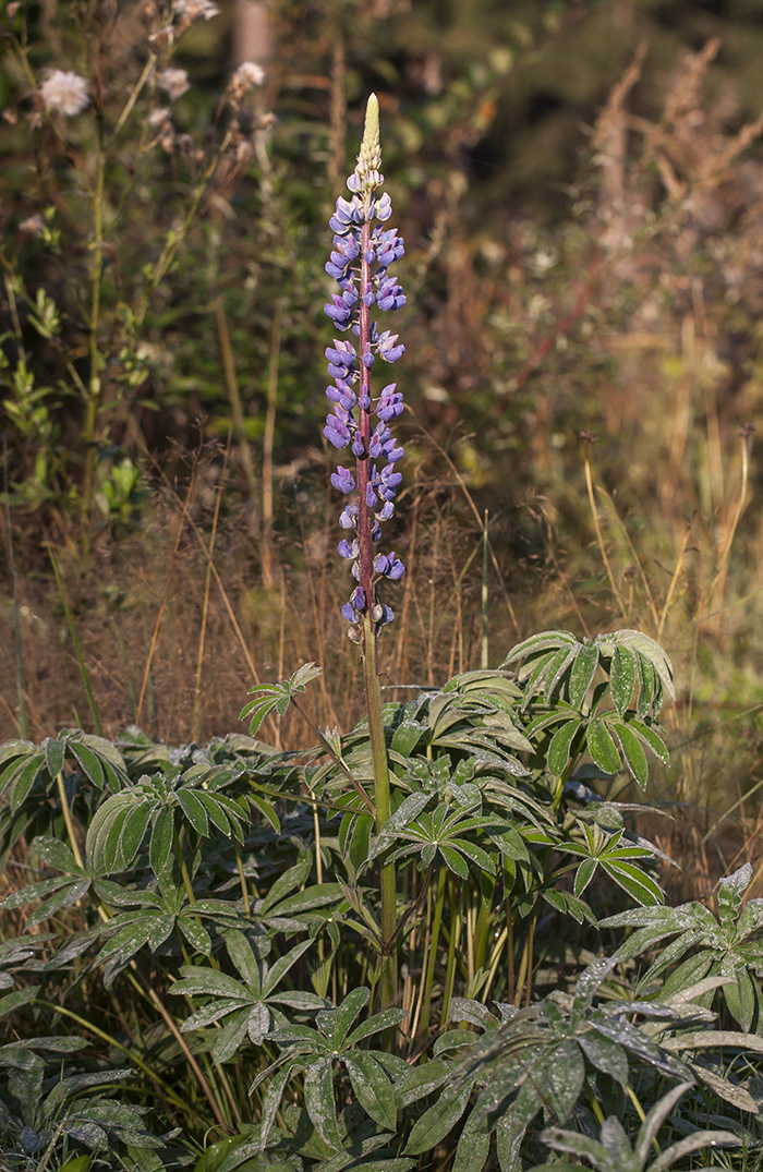 Image of Lupinus polyphyllus specimen.