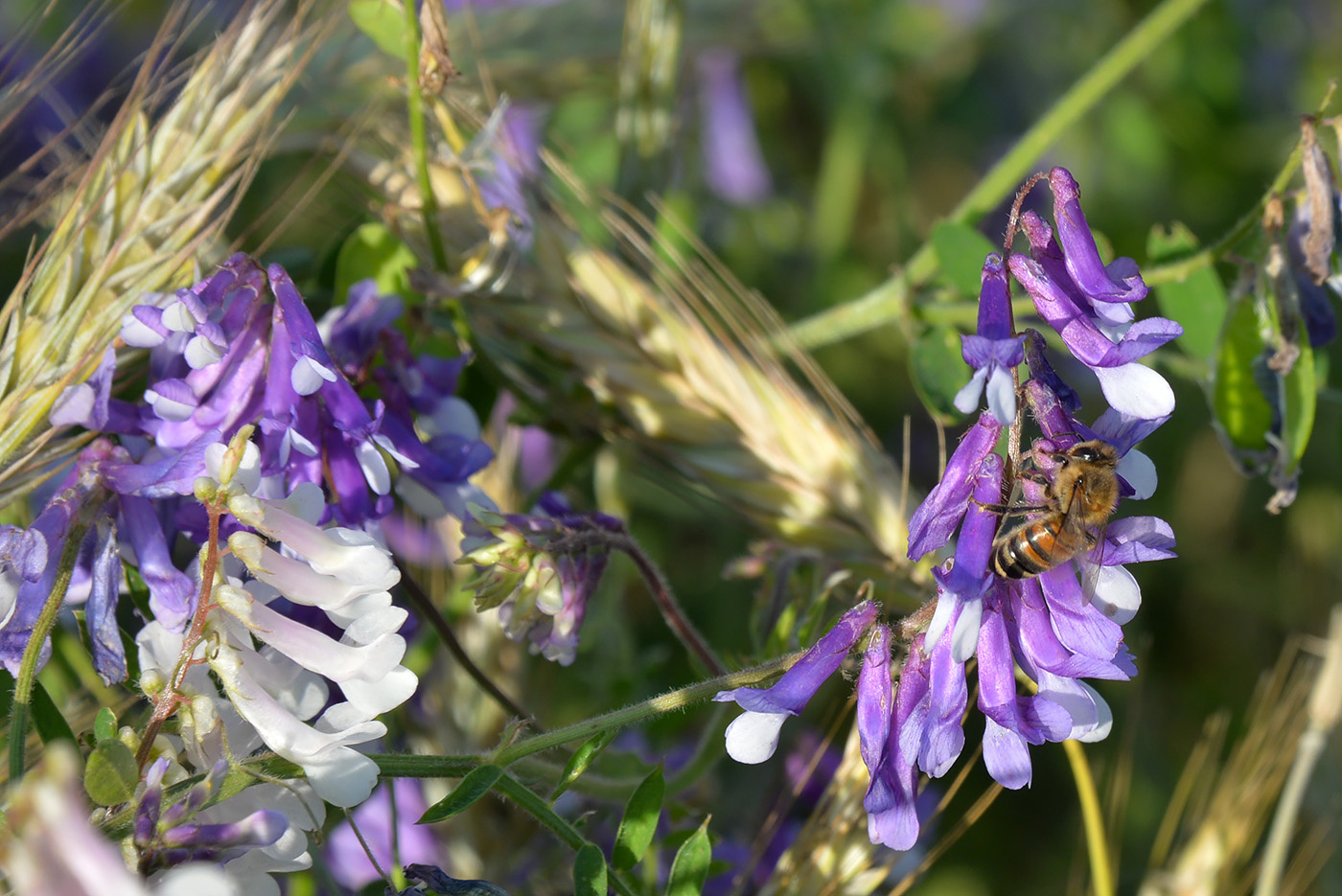 Image of Vicia villosa specimen.