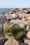 Agrostis straminea. Плодоносящее растение, среди валунов в зоне заплеска. Ленинградская обл., Кингисеппский р-н, окр. дер. Урмизно, мыс Дубовский, близ брошенного поста технического наблюдения 6-й погранзаставы, берег Финского залива. 25.08.2019.