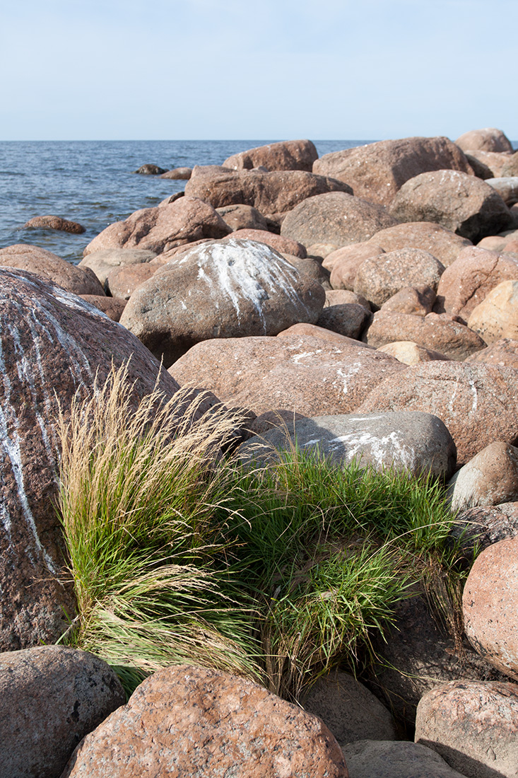 Image of Agrostis straminea specimen.