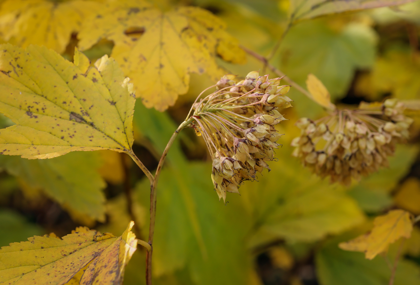 Image of Physocarpus opulifolius specimen.