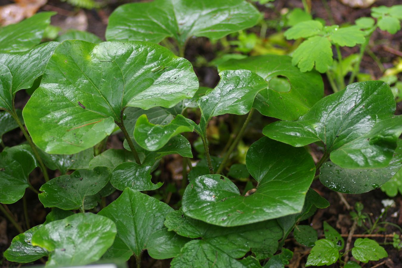 Изображение особи Asarum canadense.