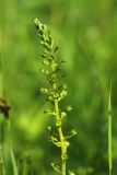 Listera ovata. Соцветие. Санкт-Петербург, Пушкинский р-н, Павловск, парк \"Александрова дача\", березняк. 11.06.2019.