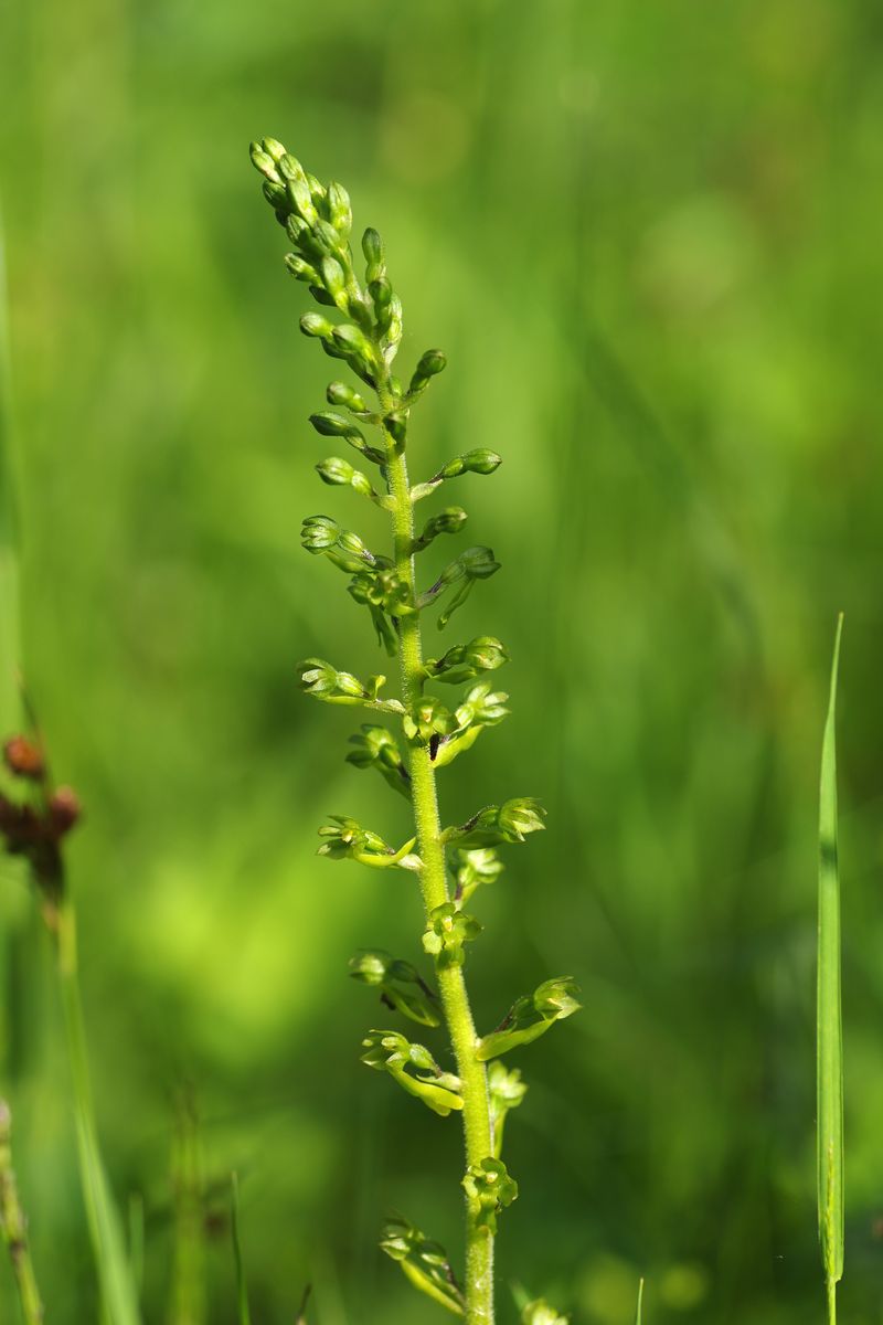 Image of Listera ovata specimen.