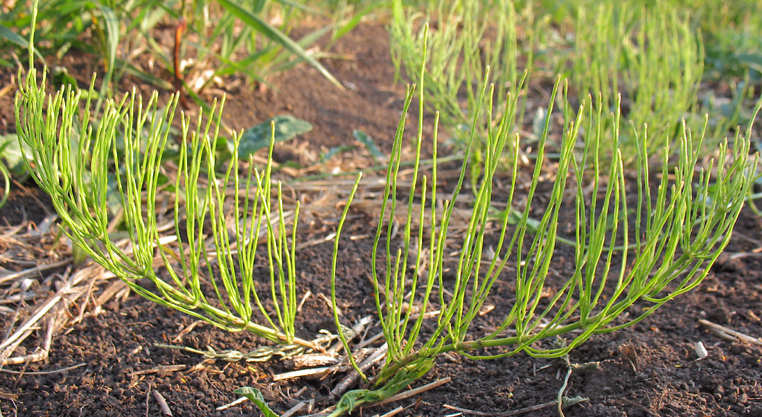 Image of Equisetum arvense specimen.