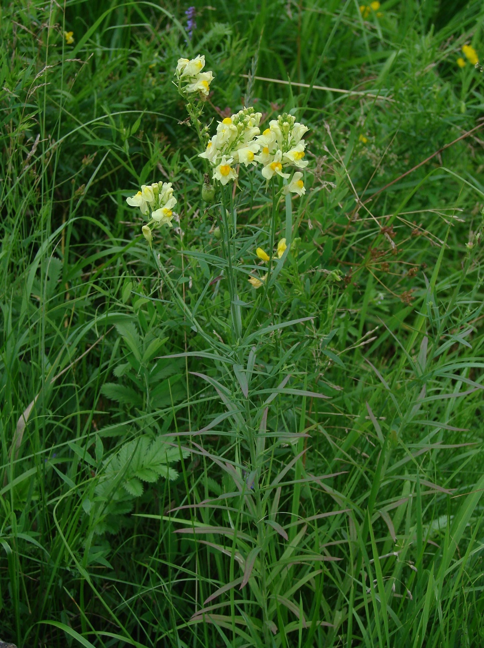 Image of Linaria vulgaris specimen.