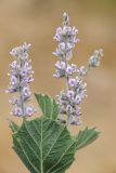 Psoralea drupacea