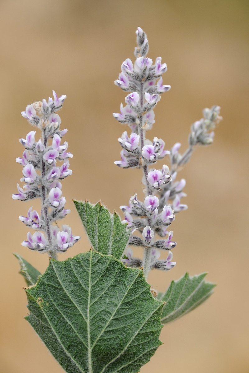 Изображение особи Psoralea drupacea.