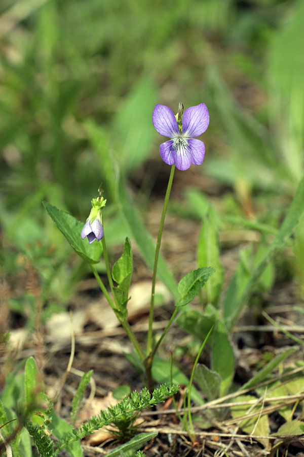 Image of Viola ruppii specimen.