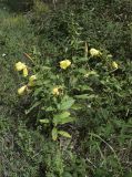 Oenothera glazioviana. Цветущее растение. Испания, Каталония, пров. Барселона, комарка Осона, муниципалитет Виланова-де-Сау, окр. водохранилища Сау, канава вдоль горной дороги. 15.09.2019.