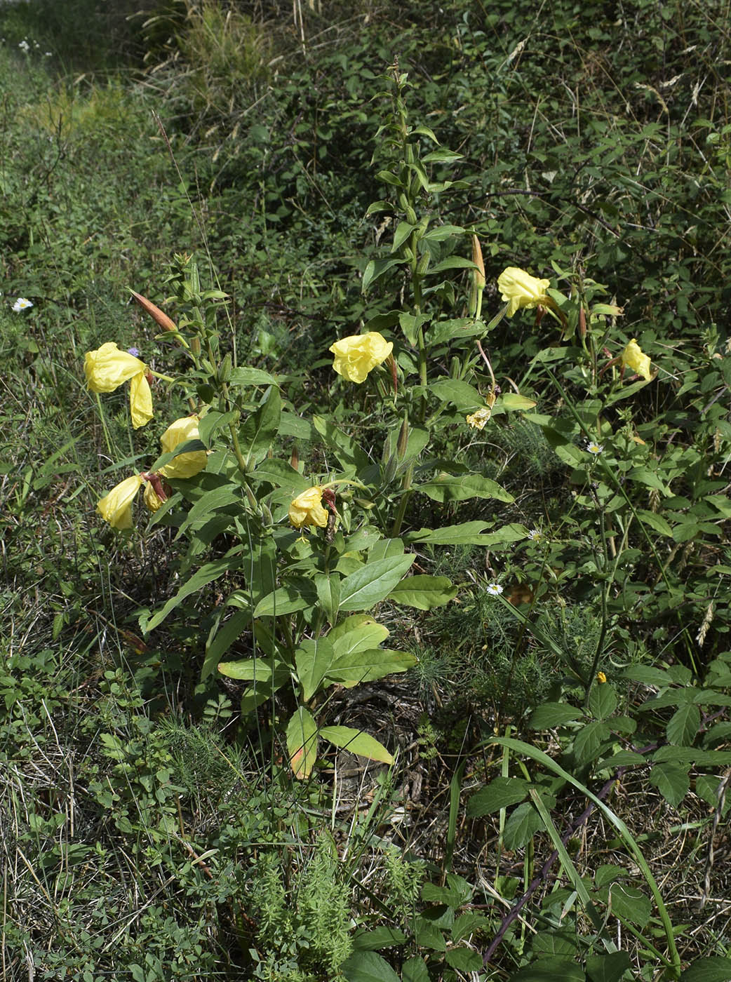 Изображение особи Oenothera glazioviana.