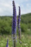 Veronicastrum borissovae. Соцветие. Сахалинская обл., Томаринский р-н, окр. пос. Неводское, открытая приморская терраса. 28.07.2017.