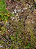 Gypsophila cephalotes. Цветущее растение. Алтай, Онгудайский р-н, низовья р. Урсул, ≈ 600 м н.у.м., каменистый склон. 10.06.2019.