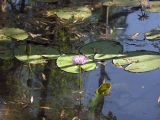 Nymphaea violacea. Цветки, бутон, листья. Австралия, северо-западный Квинсленд, национальный парк Boodjamulla (Lawn Hill), маленькое болотце возле р. Lawn Hill; конец сухого сезона (сезон gurreng). 13.10.2009.