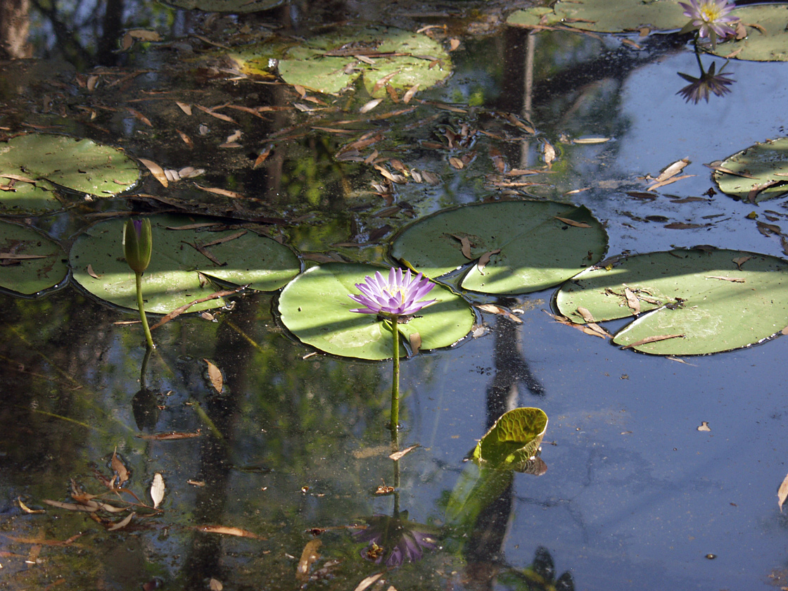 Изображение особи Nymphaea violacea.