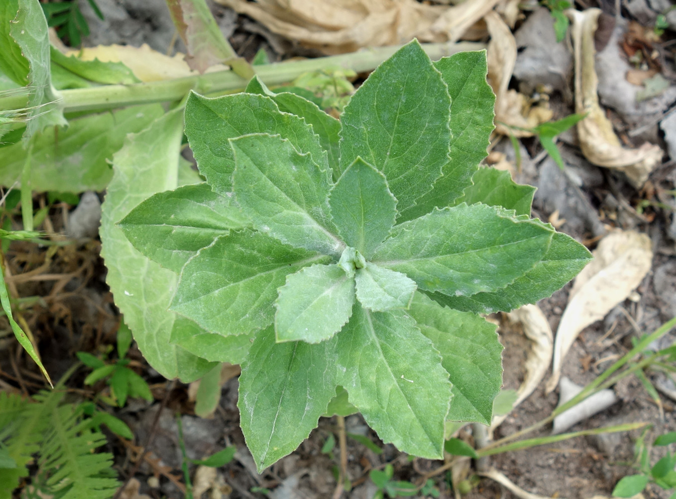 Image of Cardaria repens specimen.